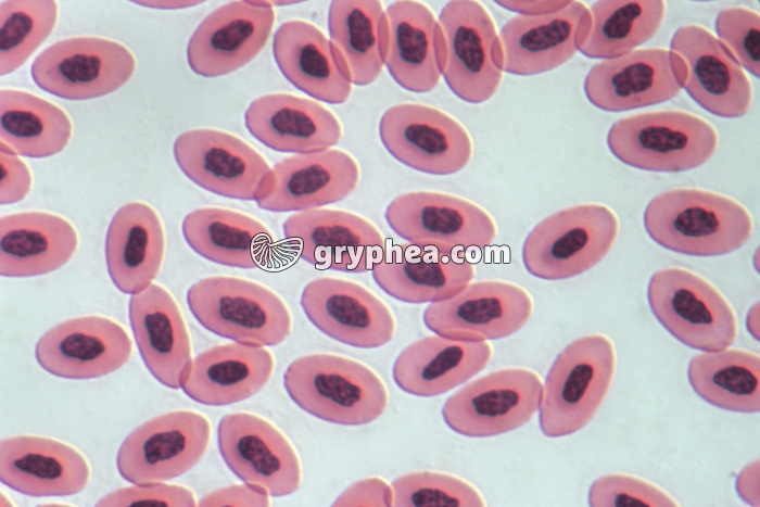 Sang d'Oiseau - gryphea.com